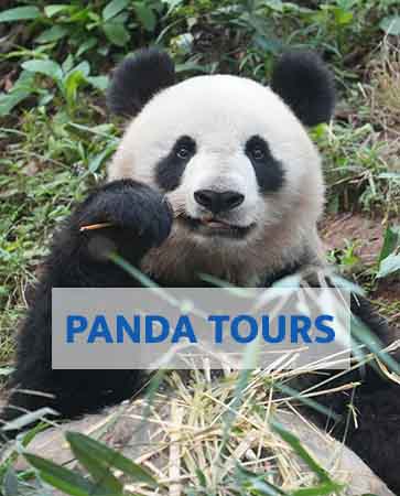 Panda Tour 2017
