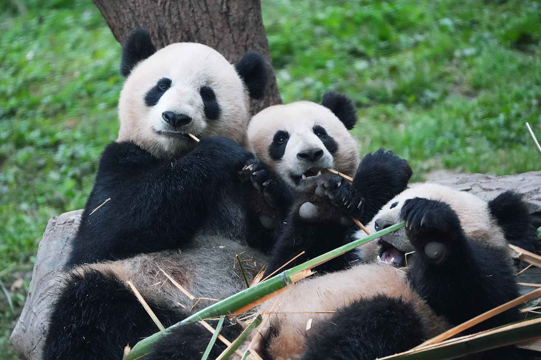 Chengdu Travel Guide and Tours