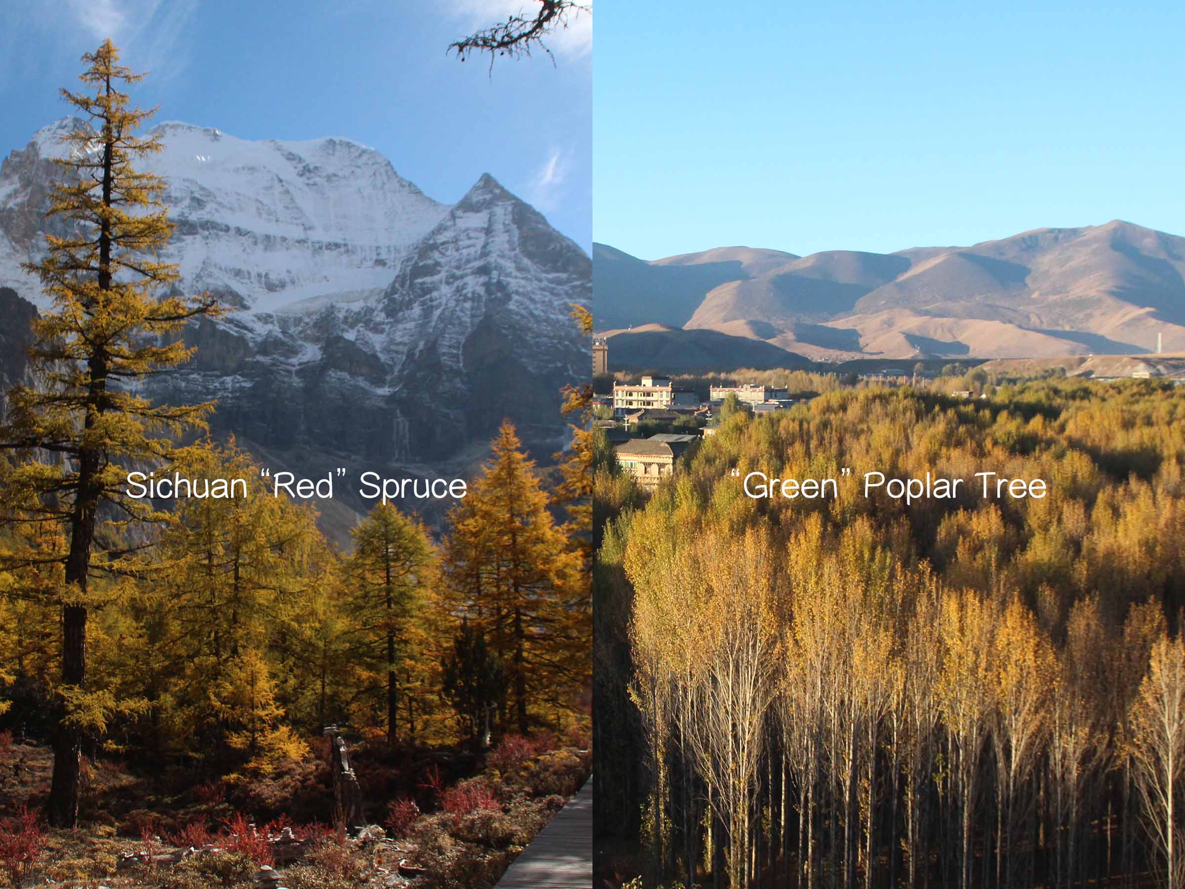  Golden Fall 