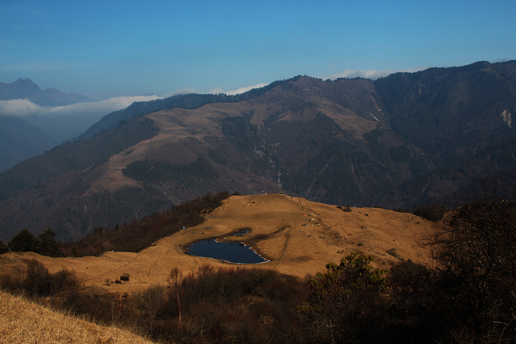Wolong