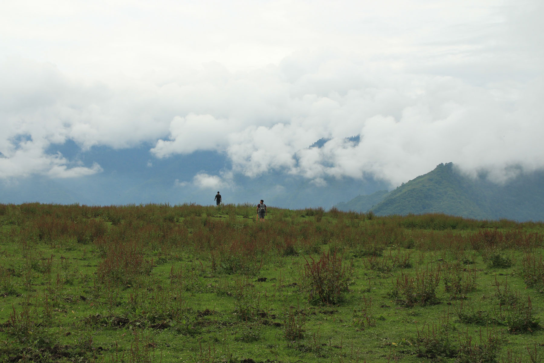 Wolong