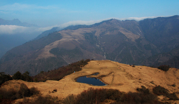 Wolong