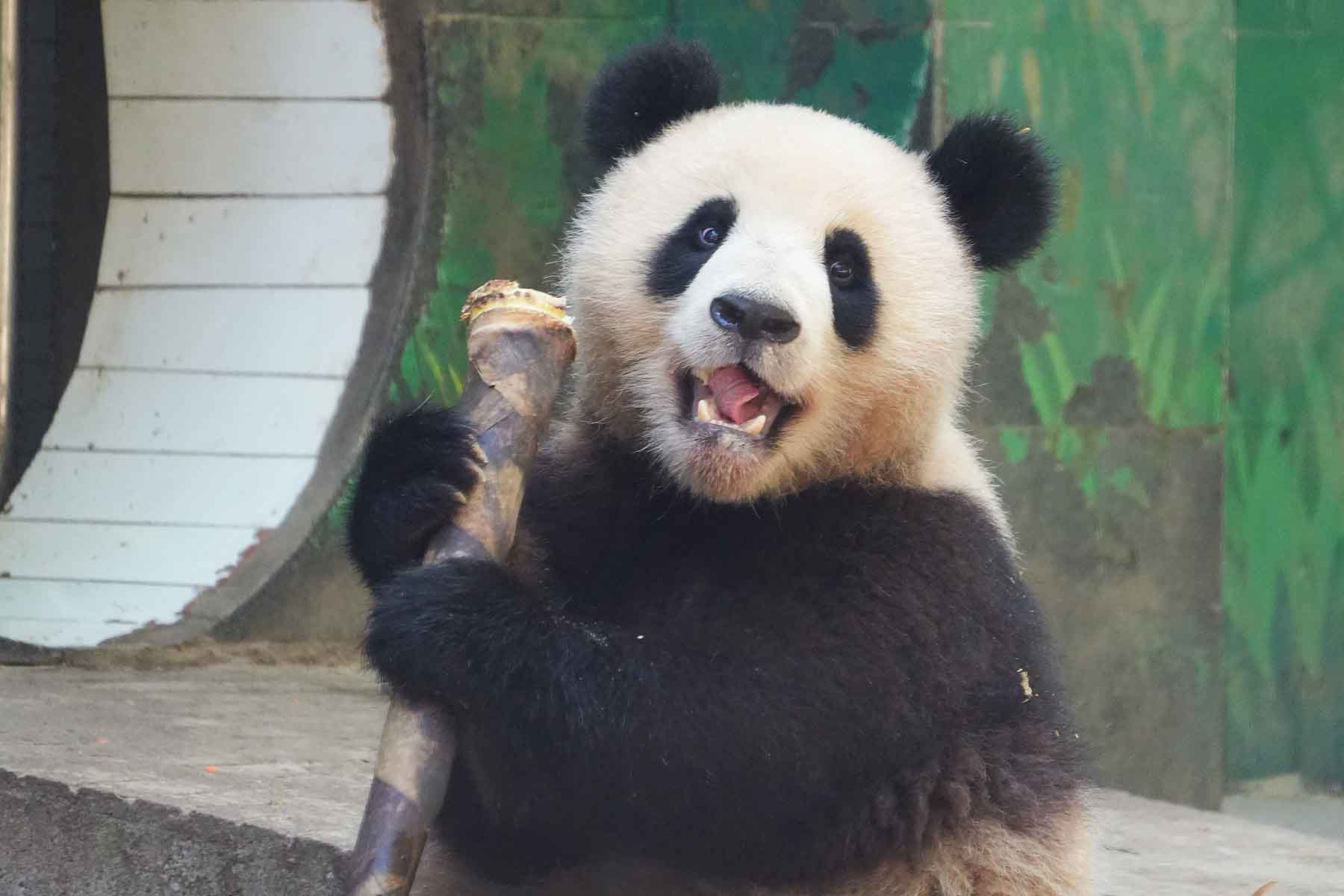 Bifengxia Panda Tour - 1 Day