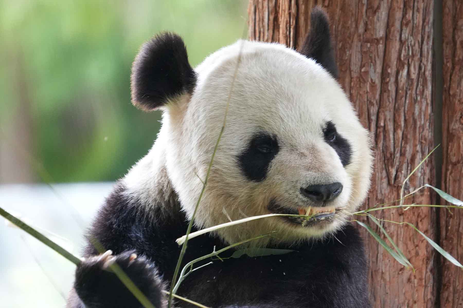 Baoxing Dengchigou Panda Base