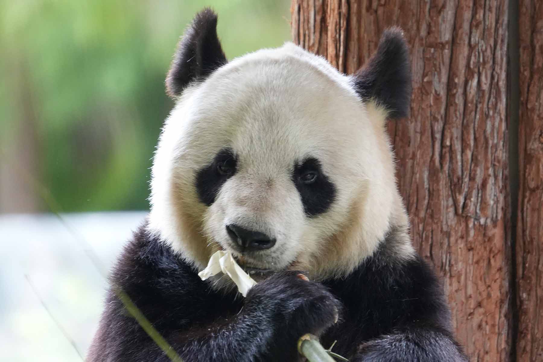 Baoxing Dengchigou Panda Base