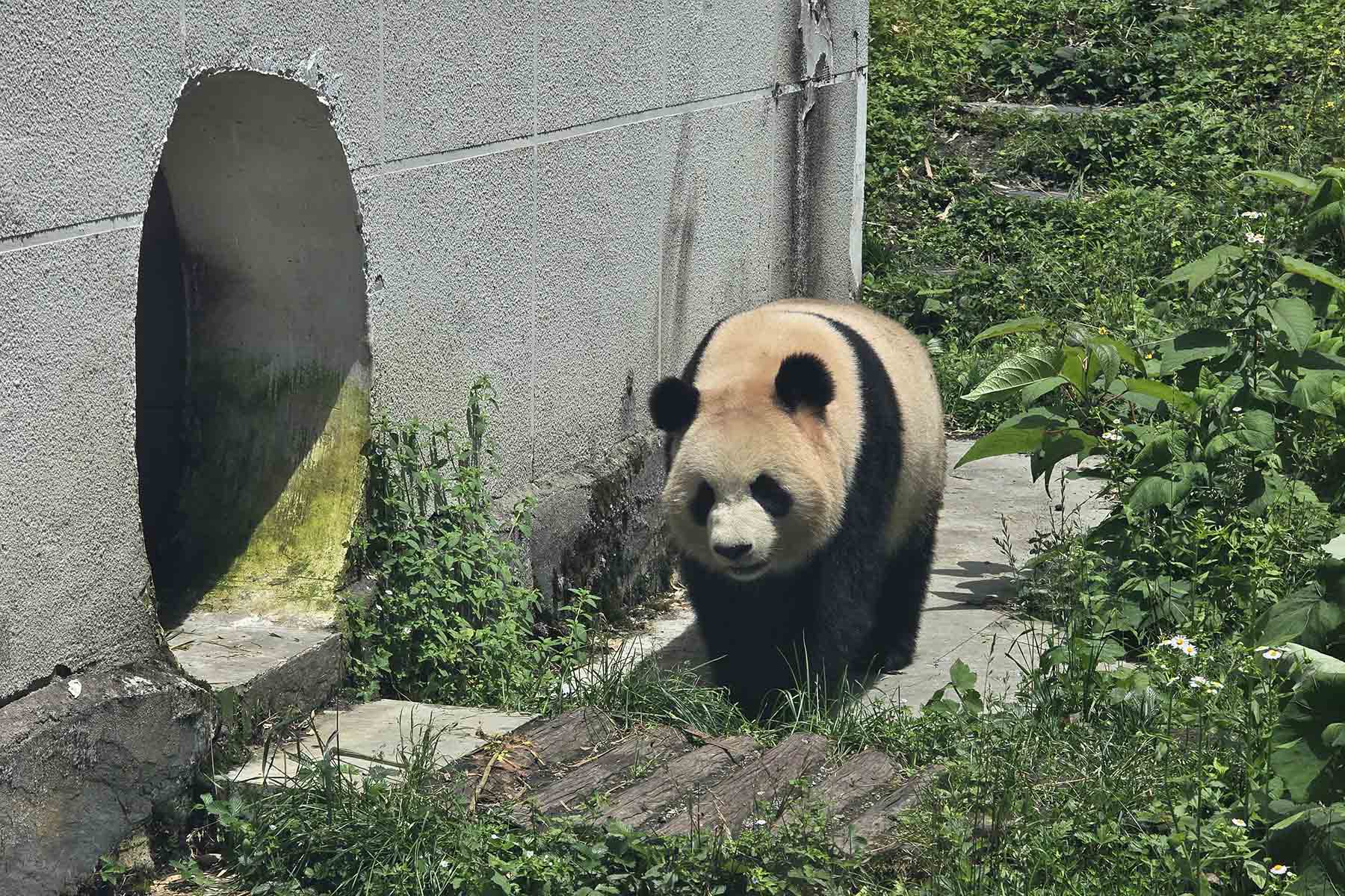 Baoxing Dengchigou Panda Base