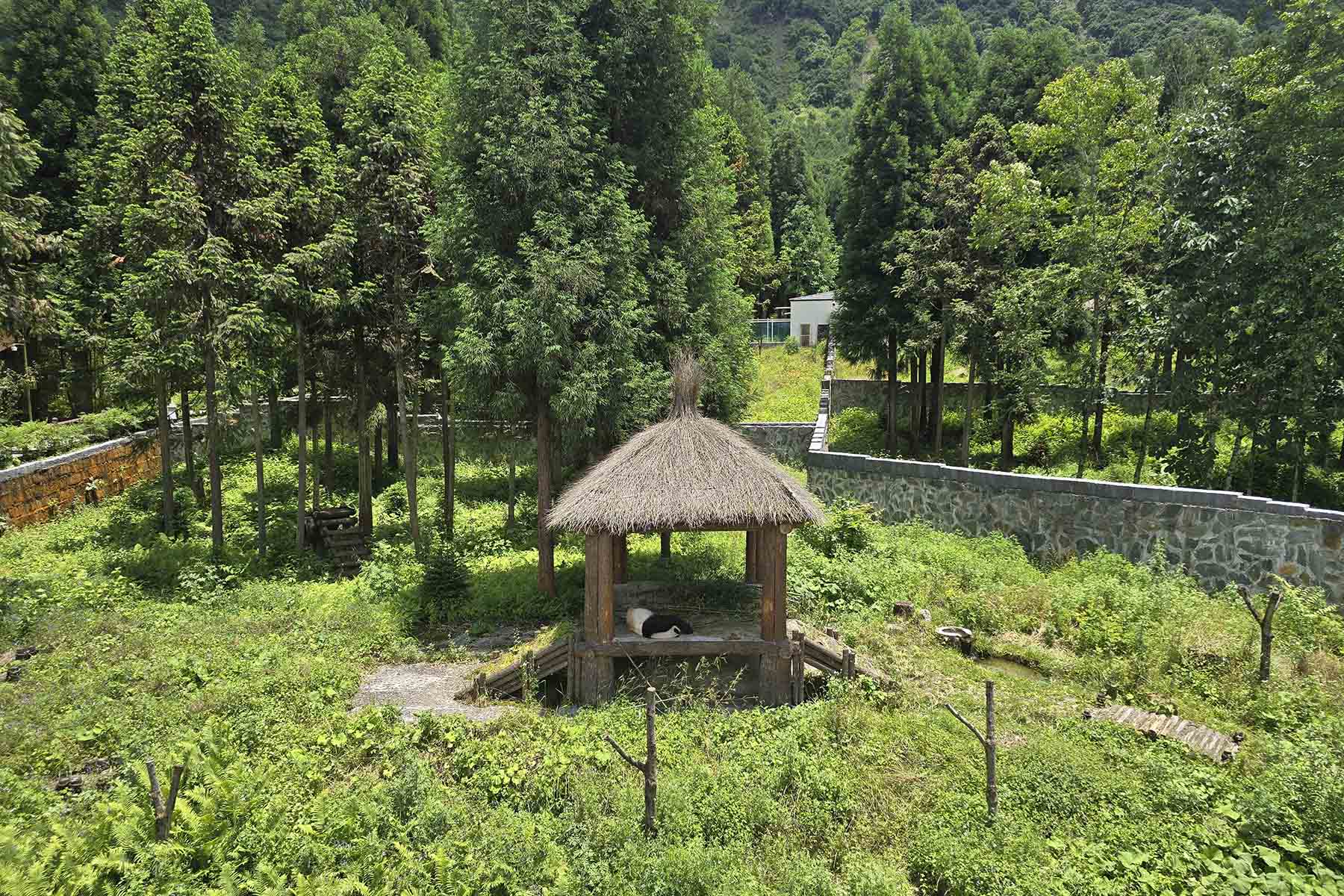 Baoxing Dengchigou Panda Base