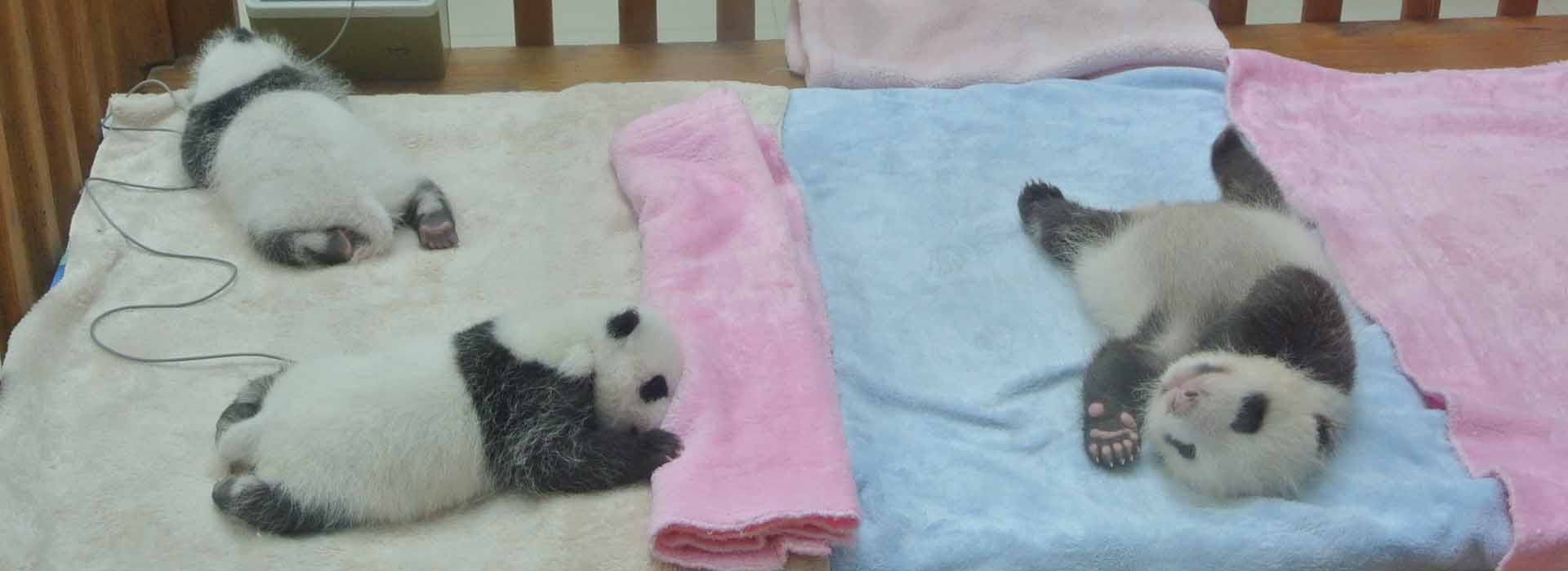 Chengdu Panda Day Tour