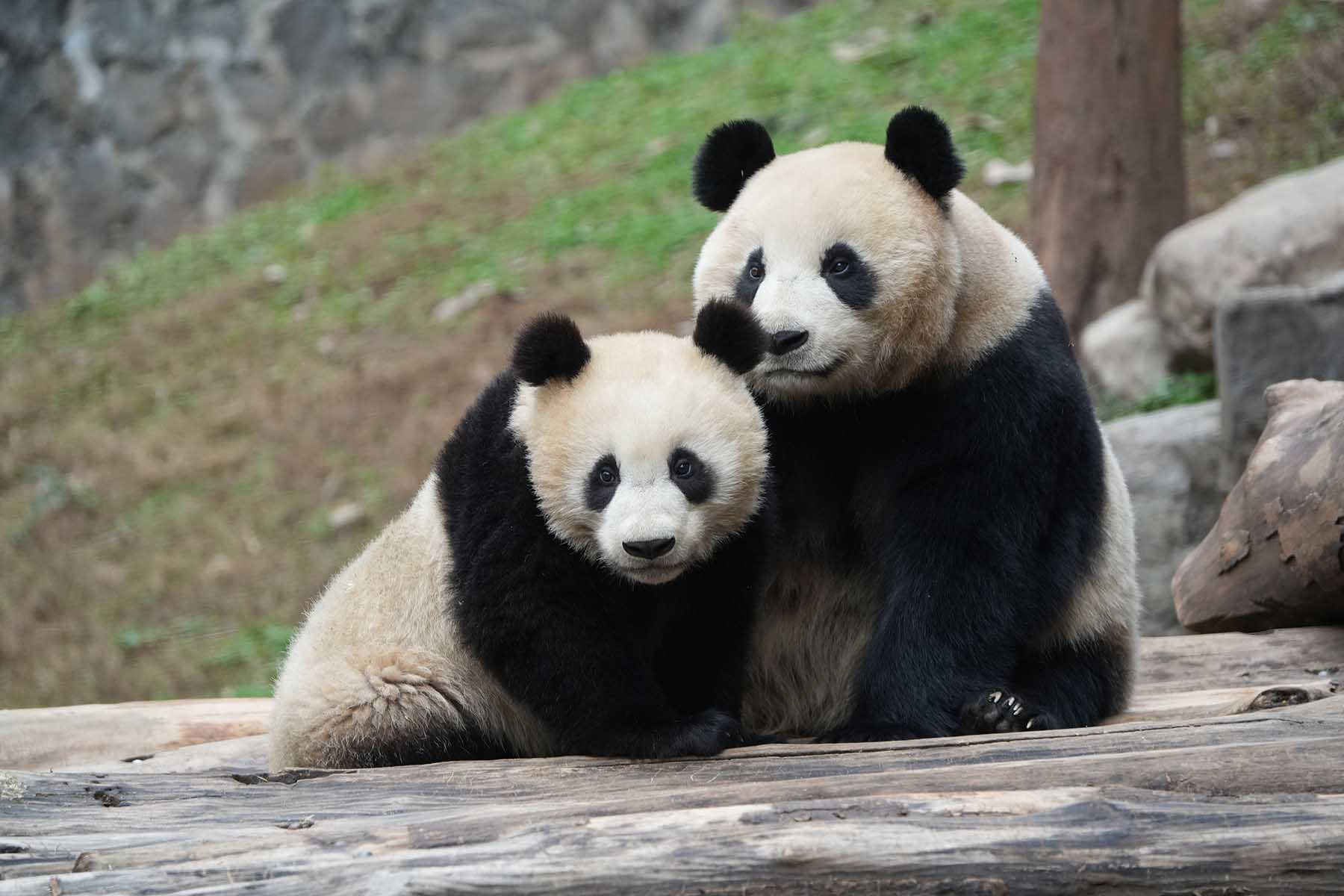 Bifengxia Panda Tour