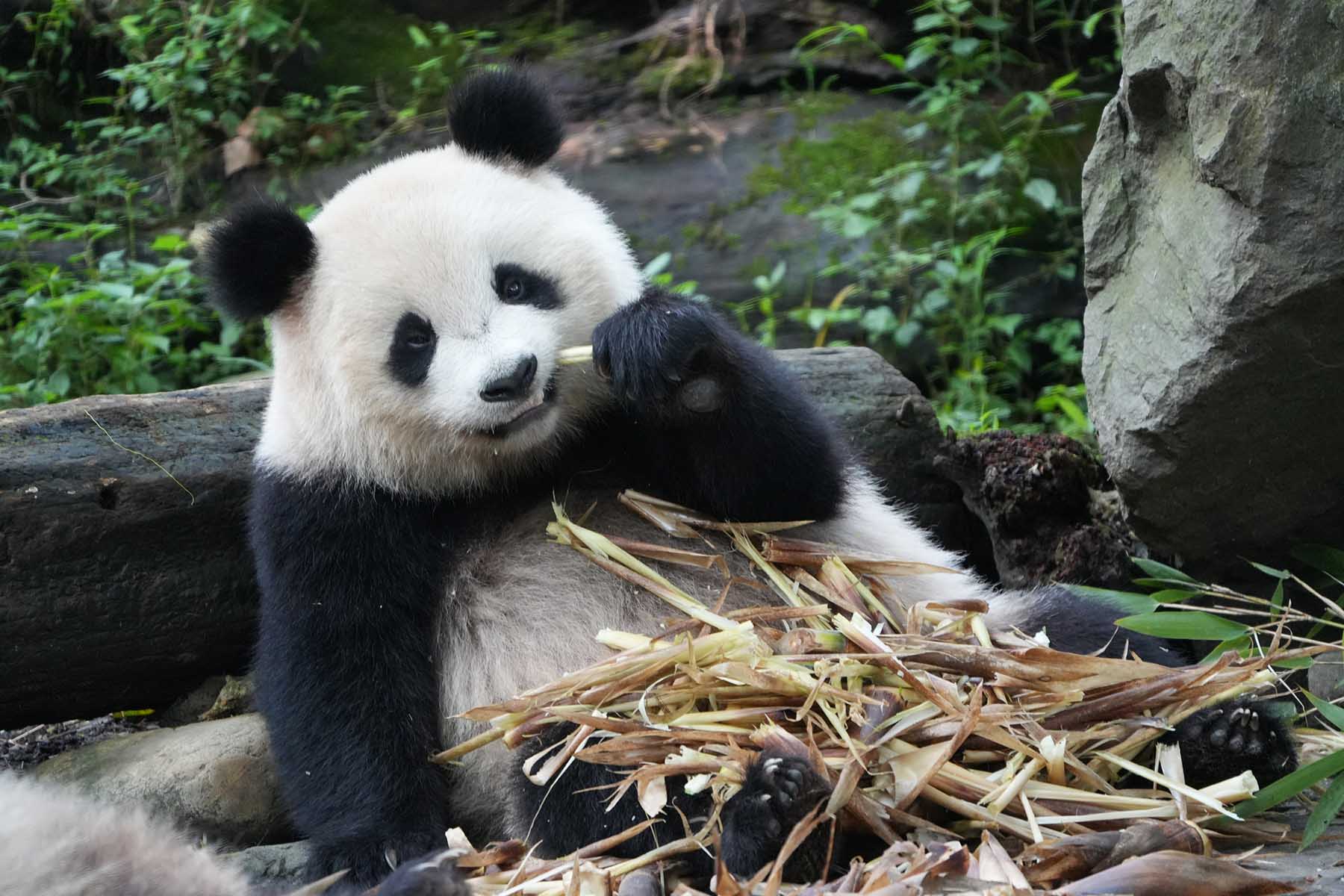 Panda Volunteering Plus Leshan Giant Buddha Visiting - 2 Days