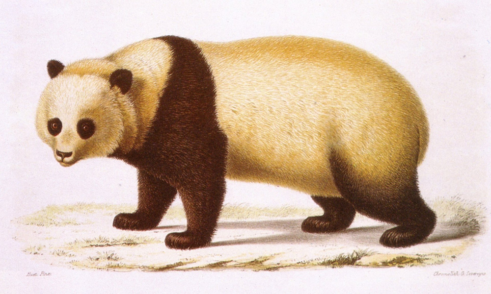 Giant Panda Discovery