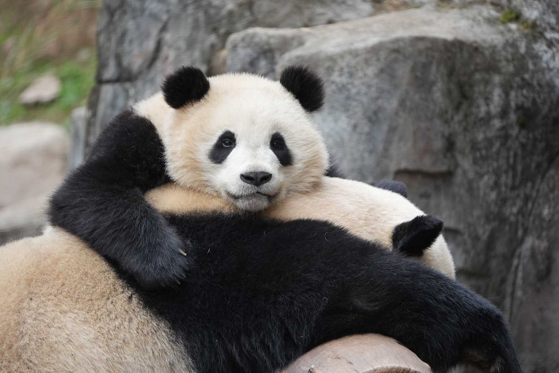 Dujiangyan Giant Panda Base Volunteering Work - 1 Day
