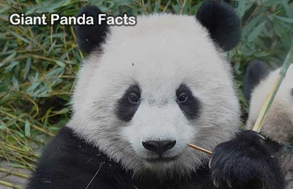 Sichuan Chengdu Panda Tour