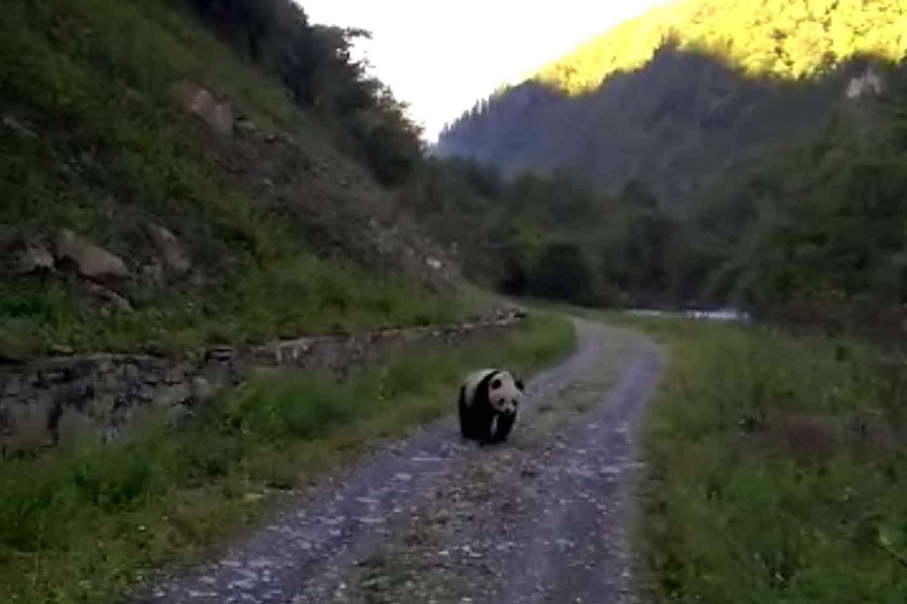 Wild Panda Trips