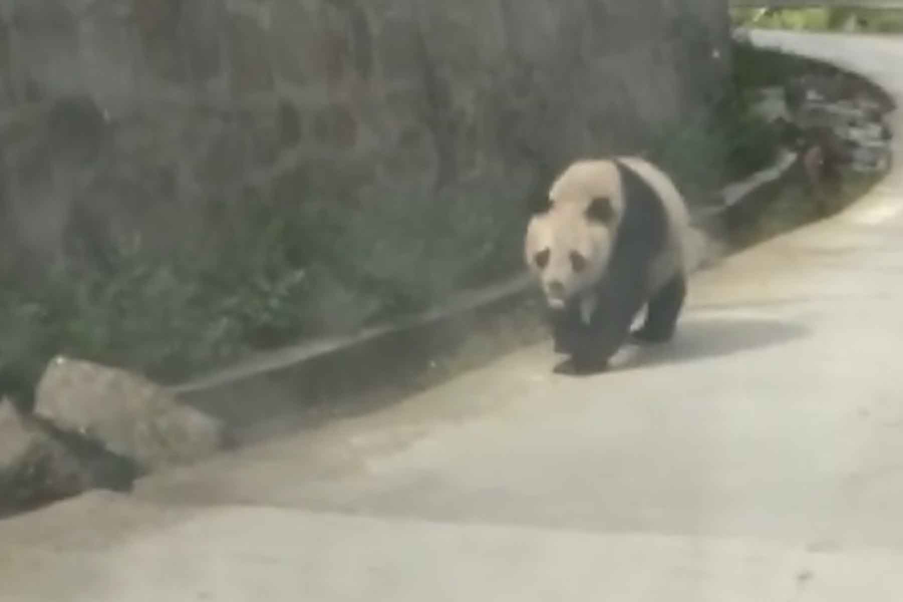 Wild Panda Trips