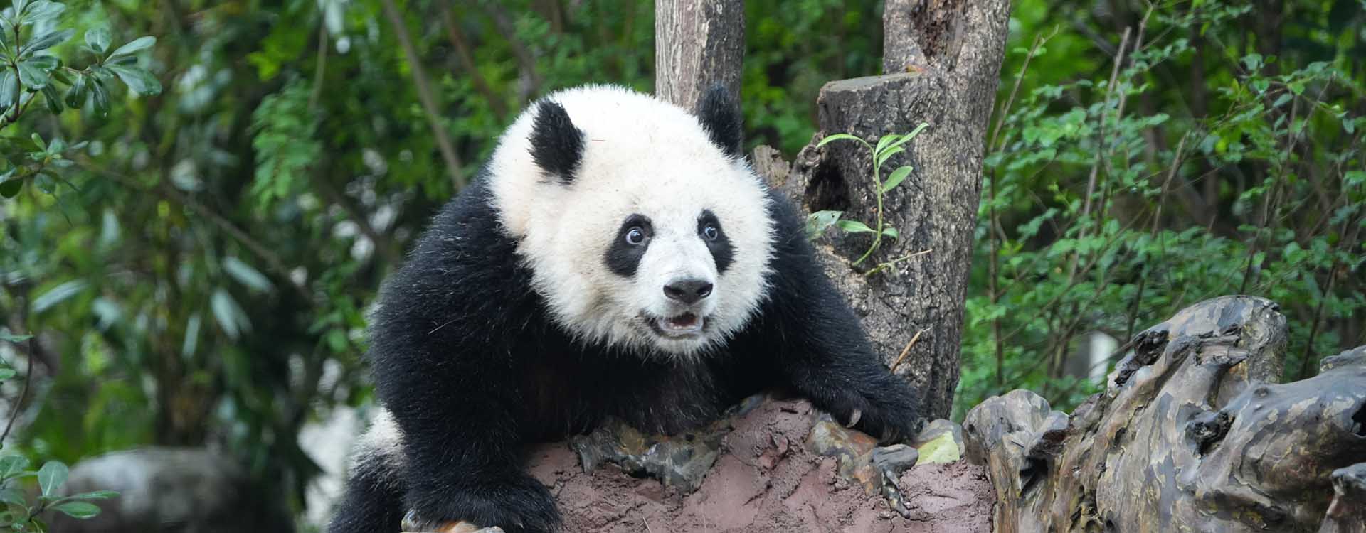 Giant Panda in Sichuan China - Chengdu Research Base