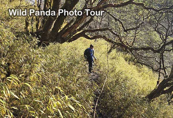 Sichuan Chengdu Panda Tour