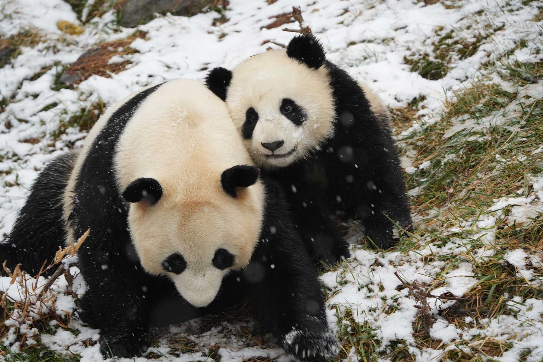 Wolong Panda Base Visit + Sanctuary Hiking - 1 Day