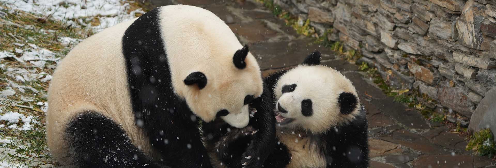 Sichuan Panda Tour