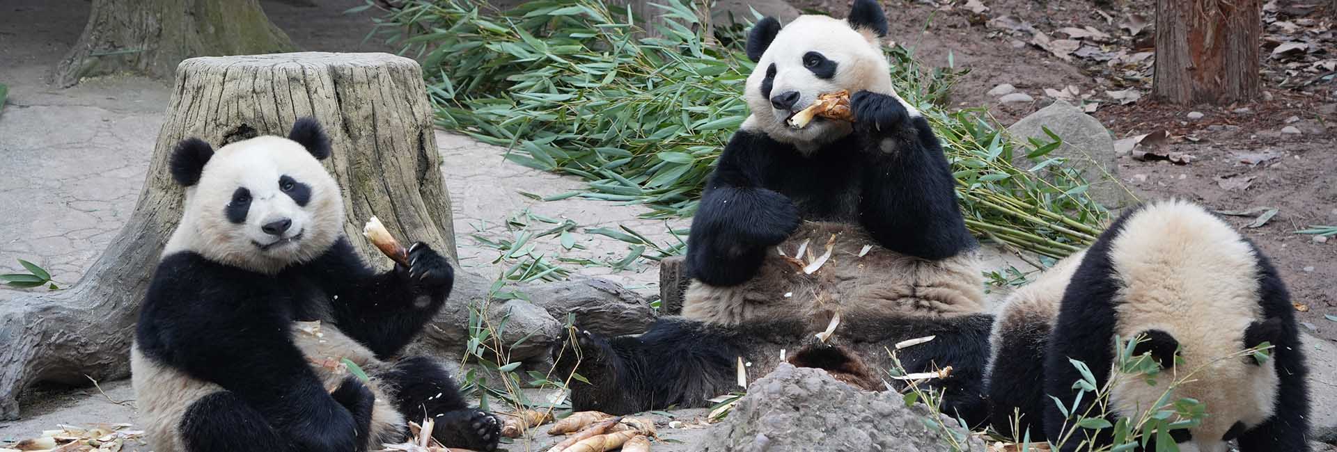 Panda Volunteering Tour