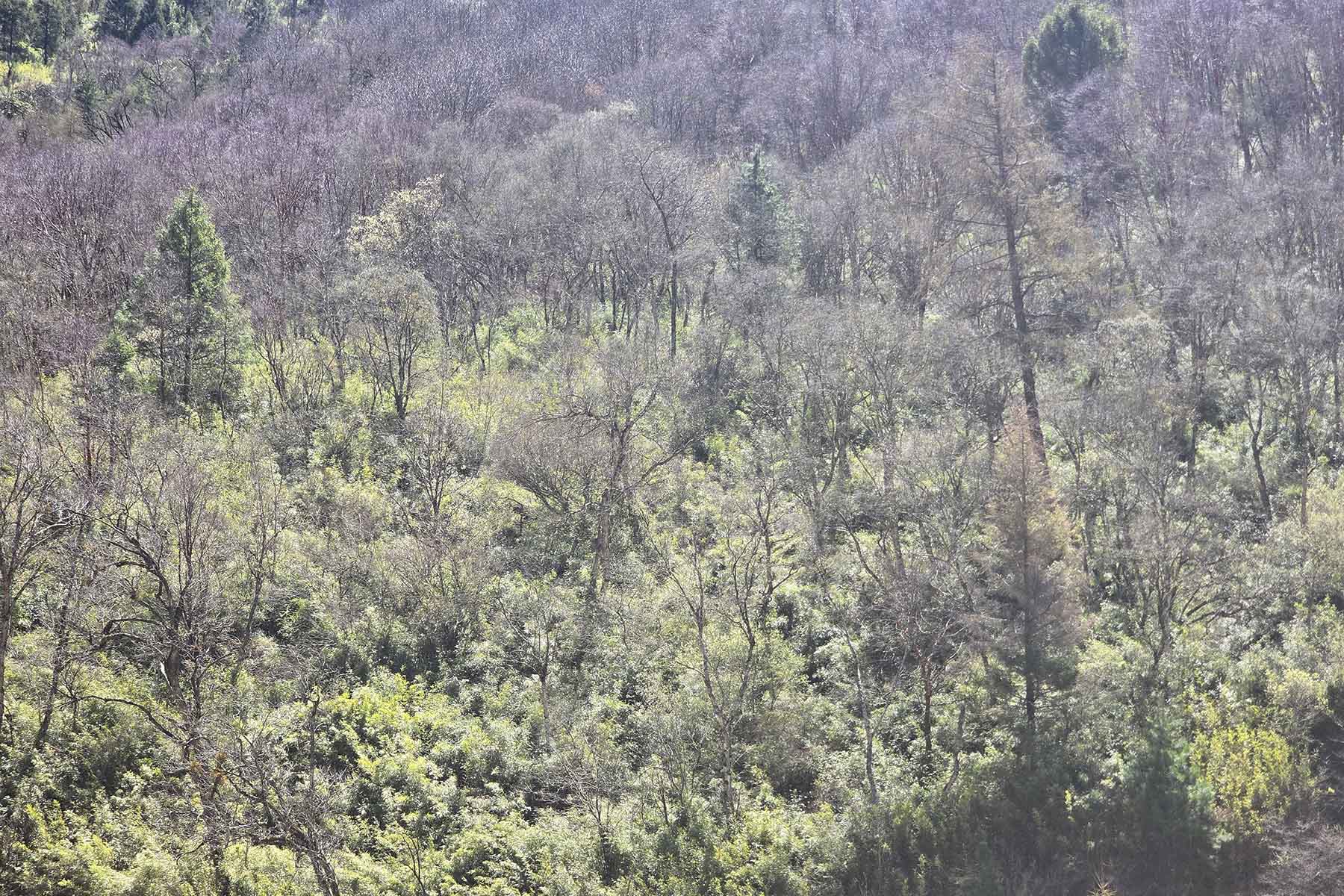 Chengdu Wild Panda Tour