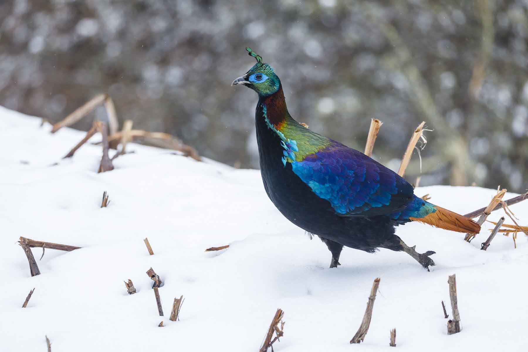 Chinese Monal Tour - 3 Days