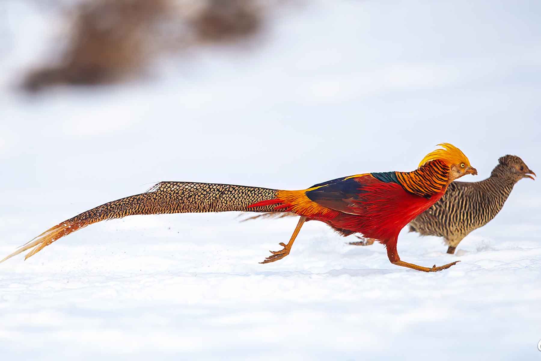 Golden Pheasant Tour - 2 Days