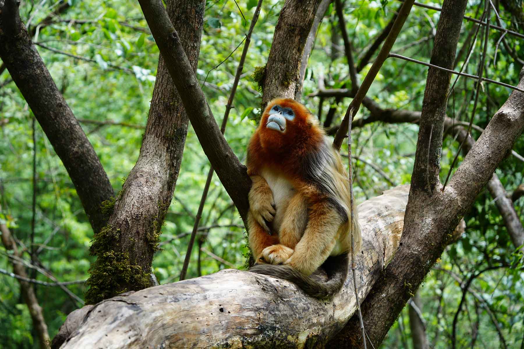 Golden Snub-nosed Monkey