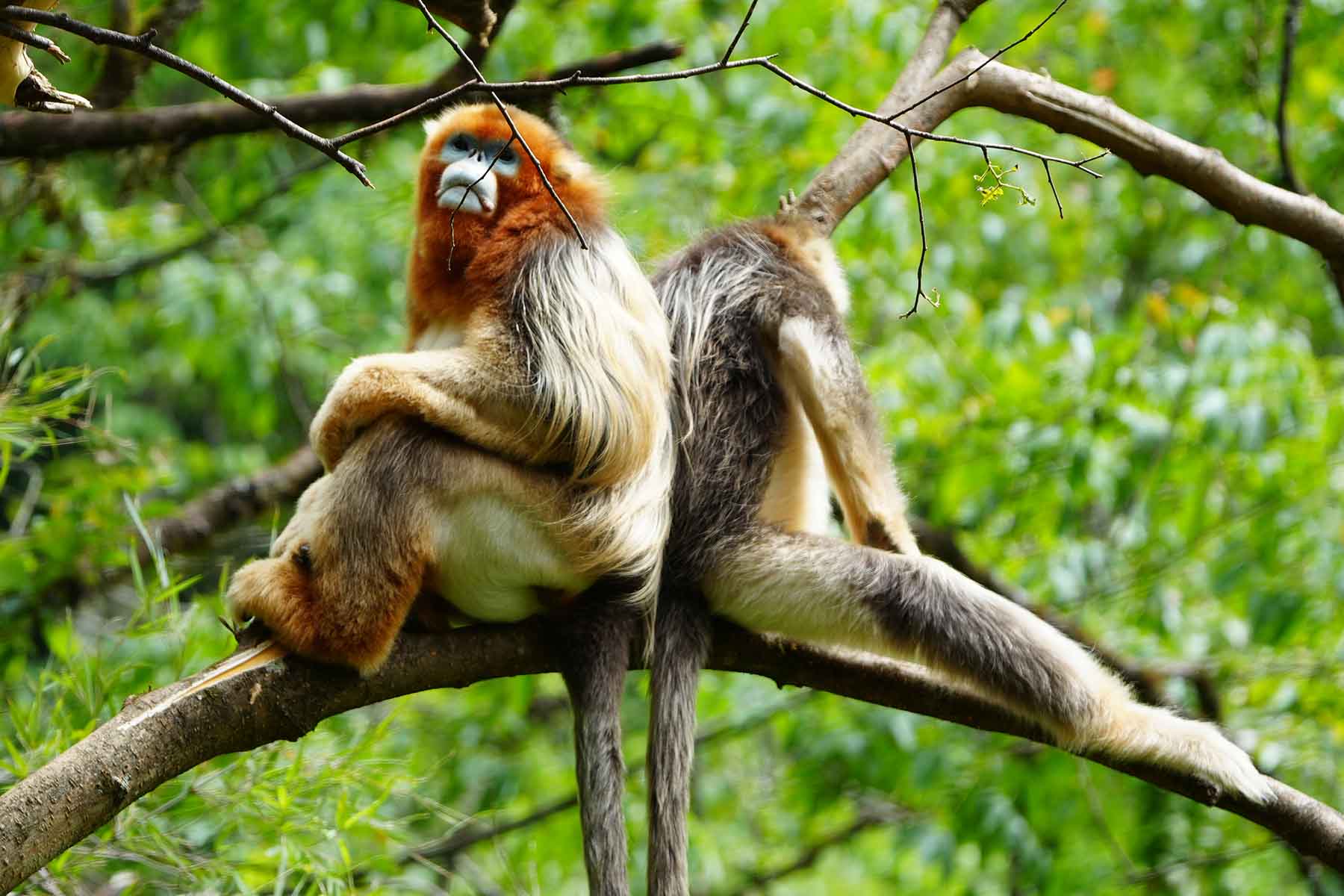 Sichuan Golden Snub-nosed Monkey Tour
