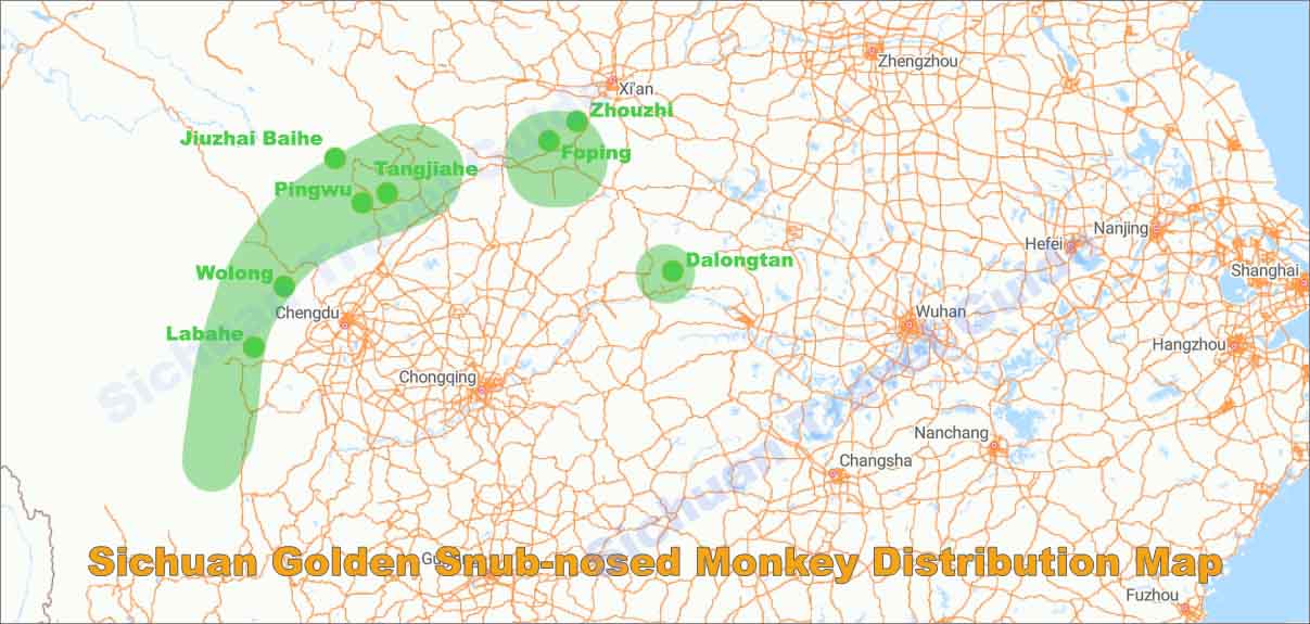 Golden Monkey
