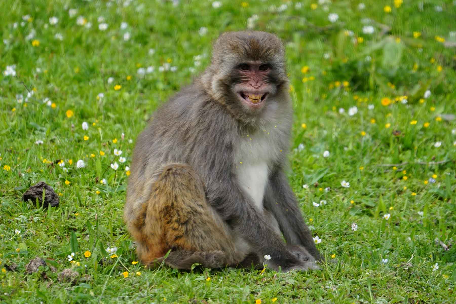 Minya Konka Wildlife