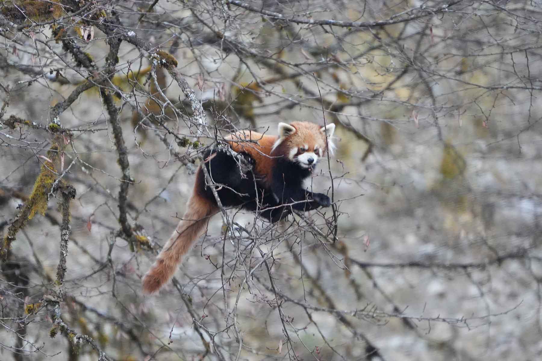 Sichuan Wildlife Tour