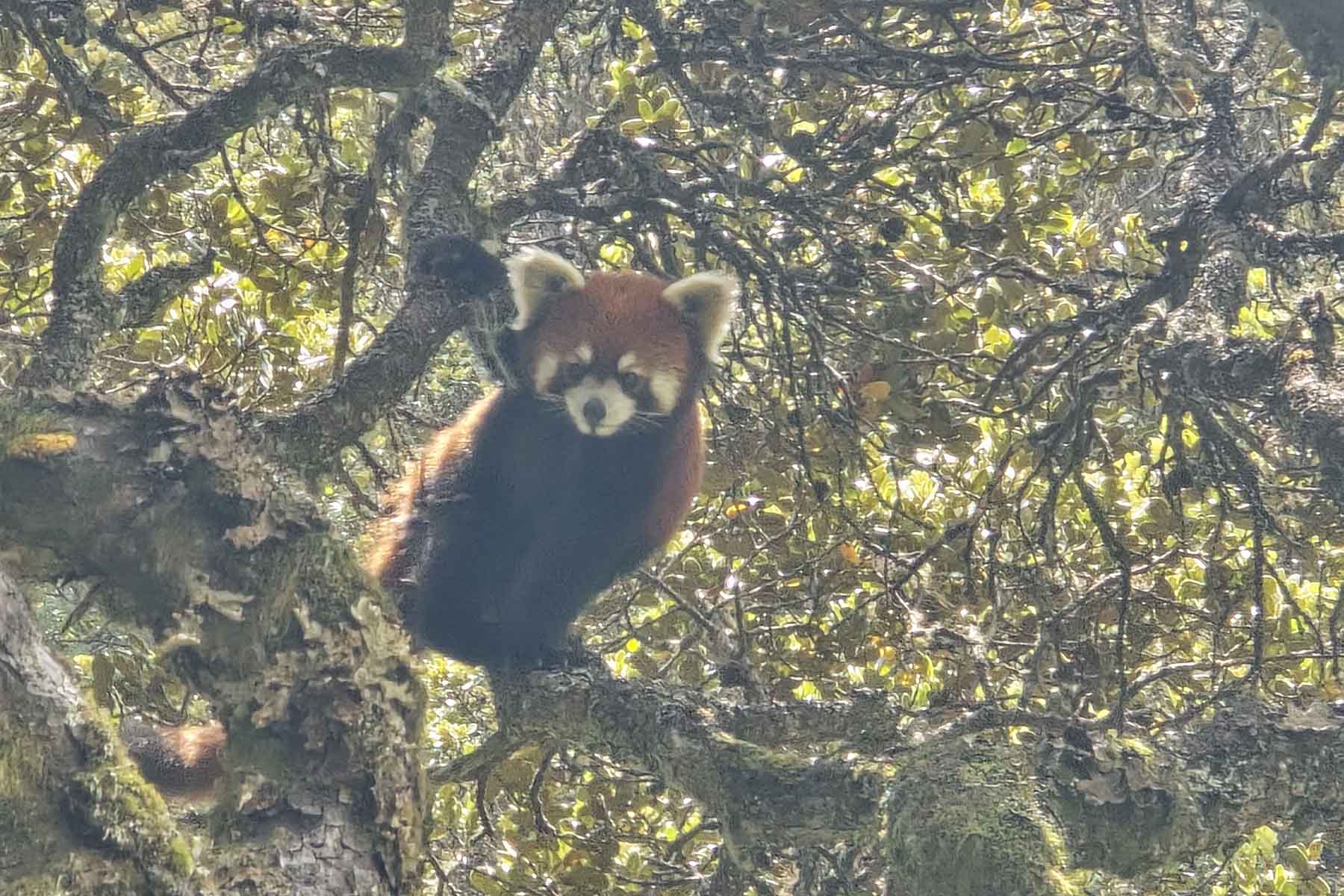 Sichuan Wildlife Tour