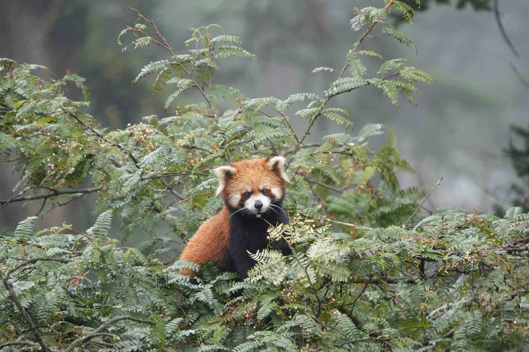 Sichuan Red PandaTour