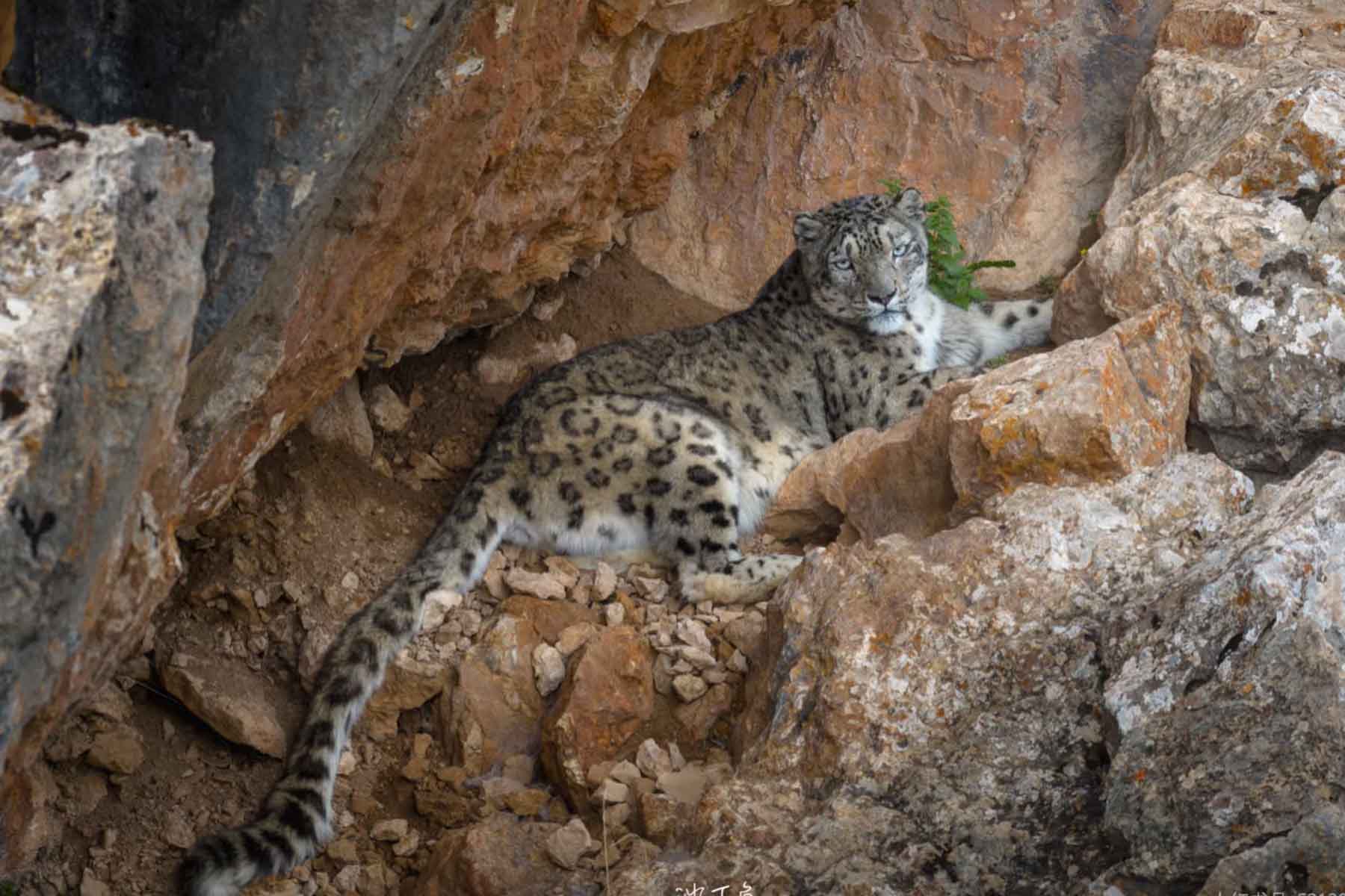 China Wildlife Tour