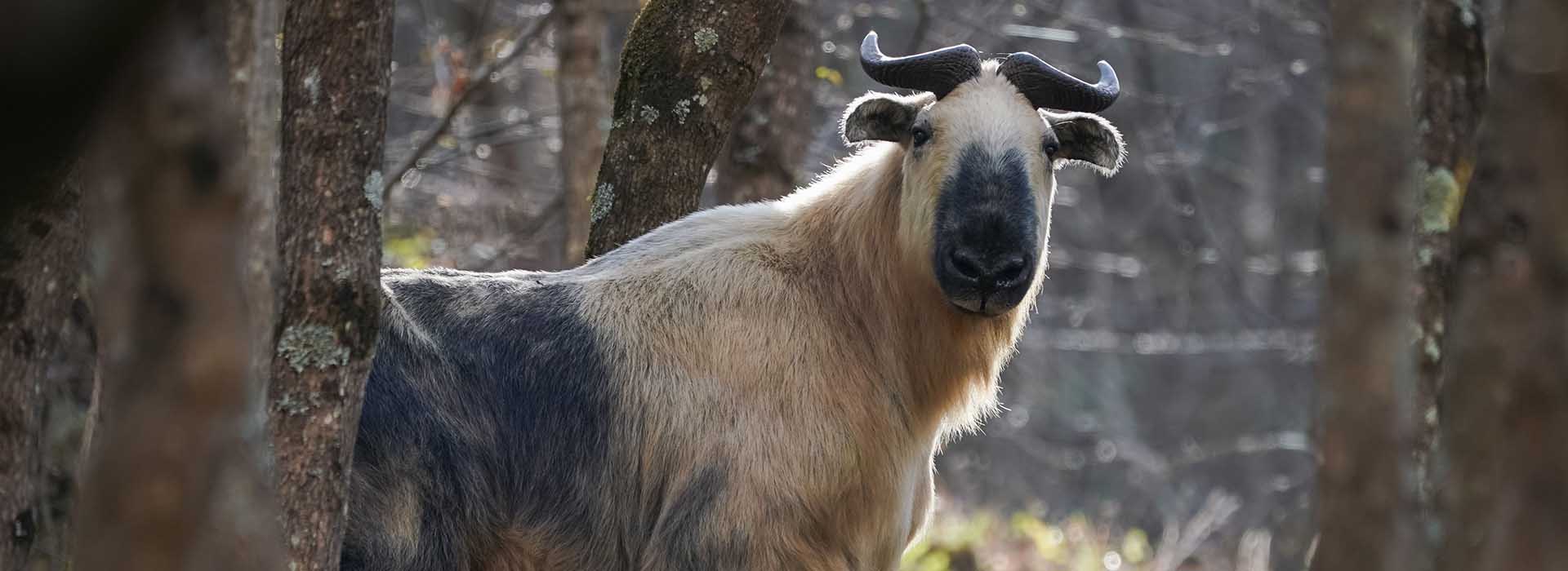 Sichuan Mammal Tour