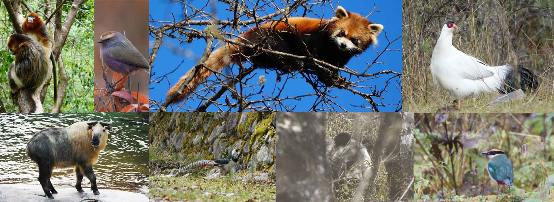 Sichuan Wildlife Tour